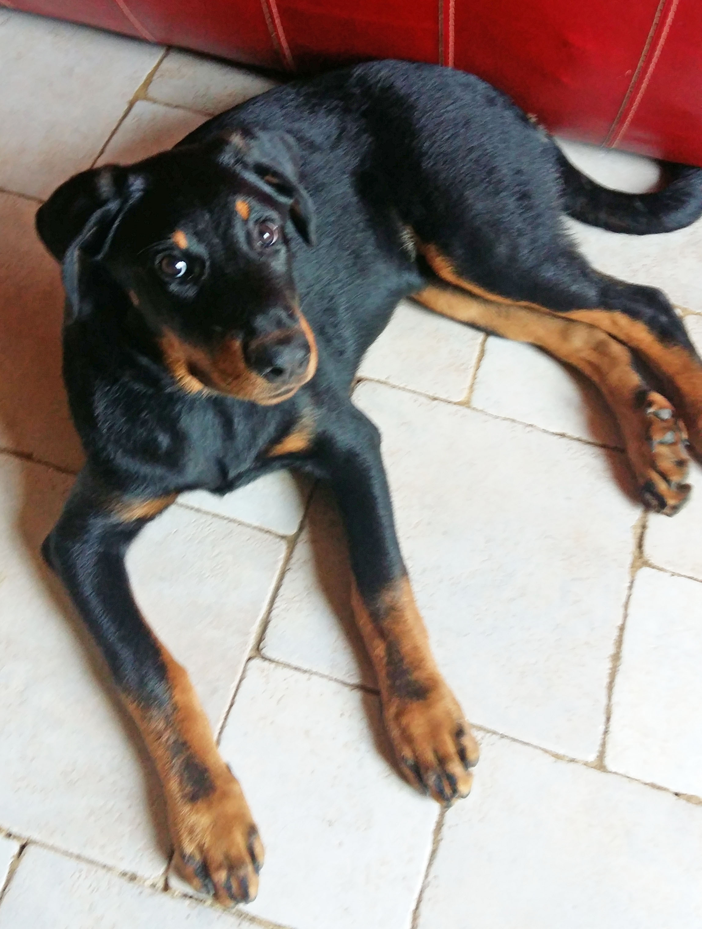  domainedelalicorne.fr photo chien beauceron photo chiot beauceron Elevage de beauceron chiot beauceron pure race élevage du clos de la licorne elevage des gardiens de la licorne elevage beauceron noir et feu authentique gros gabarits élevage de Beauceron familial sérieux et qualité domainedelalicorne.fr suivi des chiots conseil d’éducation chiot propre bas rouge santé caractère spécialiste du beauceron noir et feu ou arlequin chien rustique berger de France  nos chiots sont élevés avec amour et attention notre passion au service de la qualité Beauceron de qualité et sportif domaine de la licorne 04380 BARRAS élevage en liberté éleveur berger de beauce élevage de beauceron de travail 06 11 20 51 93 site domainedelalicorne.fr mail domainedelalicorne@gmail.com